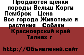 Продаются щенки породы Вельш Корги Пемброк › Цена ­ 40 000 - Все города Животные и растения » Собаки   . Красноярский край,Талнах г.